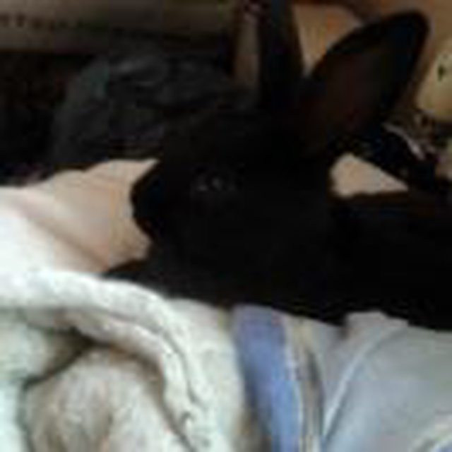 View more animals